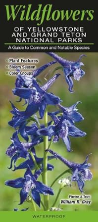 Wildflowers of Yellowstone and Grand Teton National Parks: A Guide to Common and Rare Native Species