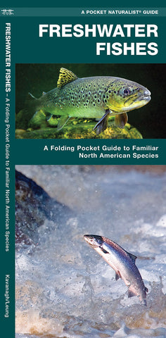 Freshwater Fishes: A Folding Pocket Guide to Familiar North American Species